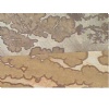 Sandstone, fossile stone, natural stone