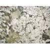 Bianco Antico