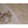 Classic Travertine