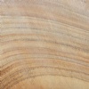 Fossil Sandstone