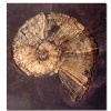 Fossil stones - Ammonites