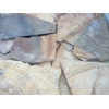Flagstone Fossil