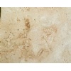 Coralina Beige Polished Coral Stone