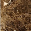 Emperador Dark