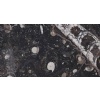 Fossil Brown Limestone