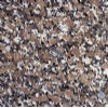 Liberecka Granite tile