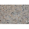 Amarelo Vitoria granite