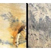 Fossil Sandstone