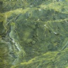 Verde Valdivia