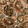 Petrified Wood Semi Precious Stone