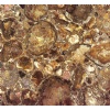 Brown Petrified Wood-Semiprecious stones