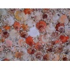 Shell precious stone