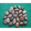 Red Polished Pebble