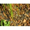 Autum Colours (Wet) Pebble Stone