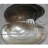 Raw Freshwater Shell