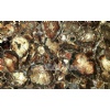 Petrified Wood Semi Precious Stone