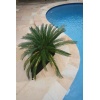 Sandstone Tiles Pool Coping