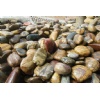 Natural Fossil Garden Stone