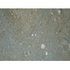 Fossilized Limestone