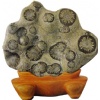 Golden Money chrysanthemum stone