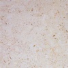 Palestinian Cream Limestone