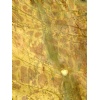 Yellow Damasco