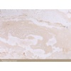 Palladium Coral Honed PCH03
