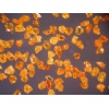 CBN powder