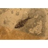 Fossil Stone Backsplashes
