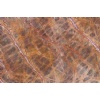 Rain forest brown marble