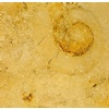 Juramarmor Yellow