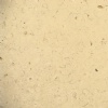 Coquina Shellstone