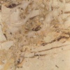Marble Breccia Aurora