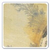 Fossil Sandstone