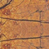 Rainforest Gold