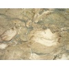 Fossil Beige Limestone