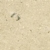 Sinai Pearl