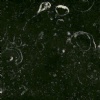 Kilkenny Black Fossil