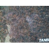 Tan Brown