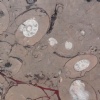 Fossil Brown