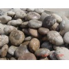 Multi Colours Pebble Stone