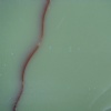 Crystallized Stone HR0045
