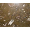 Fossil Brown