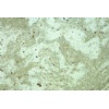 andromeda white