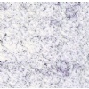 Viscon White Granite