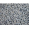Granite G566