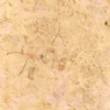 Jerusalem Bone