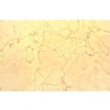 Rosa Cream