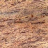 Raw Silk Ivory