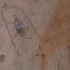Amiata Bruciato